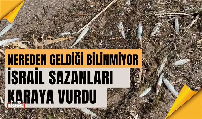 nereden geldiği bilinmiyor: i̇srail sazanları karaya vurdu